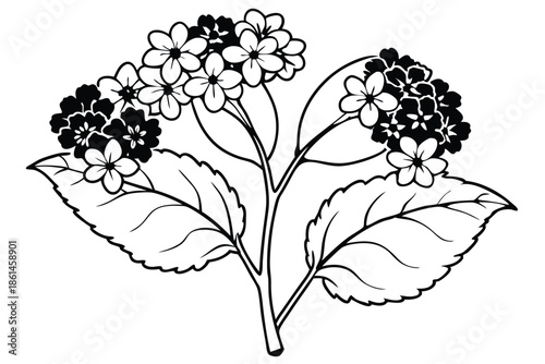 lantana silhouette line art vector illustration with a white background