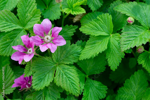 Blooming arctic raspberry (Rubus arcticus) with pink flowers and green leaves
