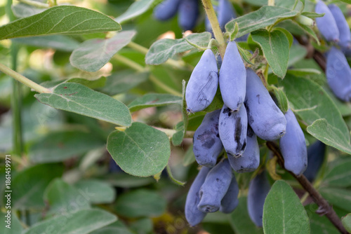 Edible honeysuckle (haskap) berries on branch, close-up