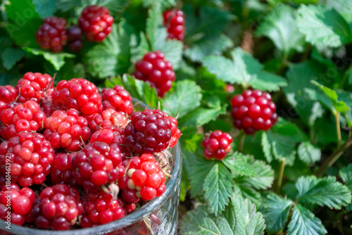 Fresh arctic raspberry (Rubus arcticus) harvested in the garden