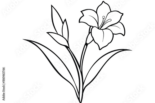 gladiolus silhouette line art vector illustration with a white background