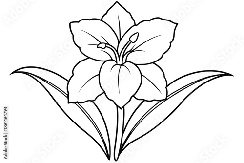 gladiolus silhouette line art vector illustration with a white background