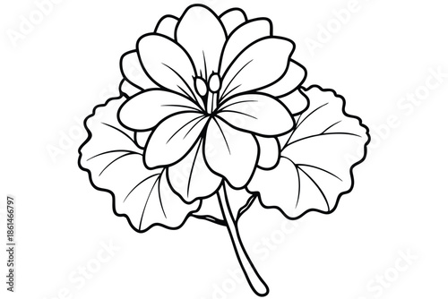 geranium silhouette line art vector illustration with a white background