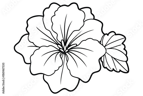 geranium silhouette line art vector illustration with a white background