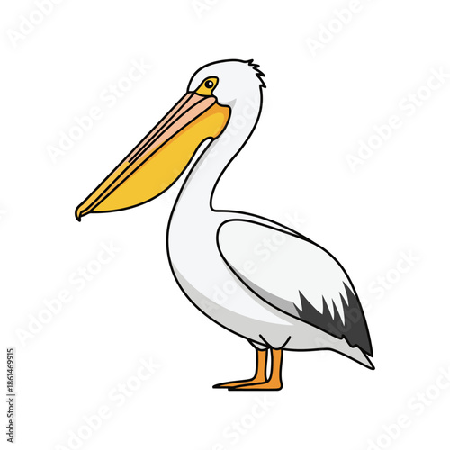 White pelican bird vector illustration isolated on white background.