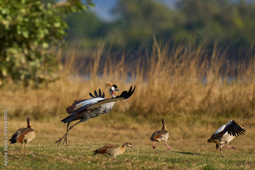 Fototapeta premium Grey Crowned Cranes (Balearica regulorum) in South Luangwa National Park, Zambia