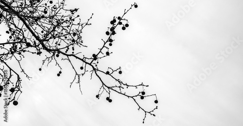 Fotografie arte conceptual de una rama de almendro español en Castellón