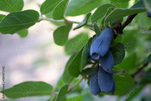 Edible honeysuckle (haskap) berries on branch, close-up