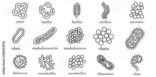 Comprehensive microbiology diagram illustrating diverse bacteria shapes types and morphology for education Learn about