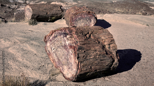 Mineral Wood Textures in Desert Ground, Close View