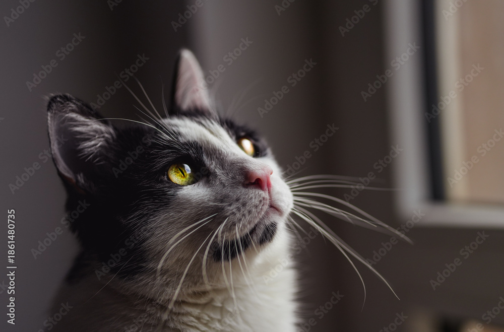 Fototapeta premium portrait of a cat