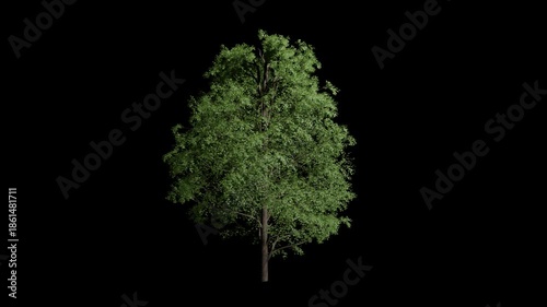 Acer Pseudoplatanus tree c swaying in summer wind, realistic animation with transparent background and alpha channel.
