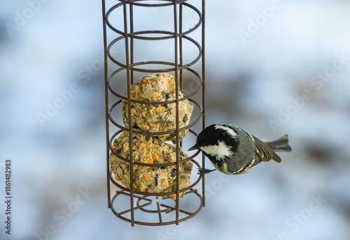 Bild auf Leinwand Coal tit (Periparus ater) at a bird feeder with fat balls