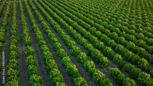 Aerial view of a citrus orchard after sunrise, showcasing the organized layout of green trees and fertile farmland. 