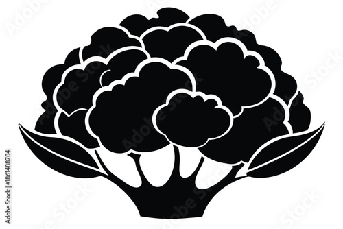 cauliflower silhouette line art vector illustration with a white background