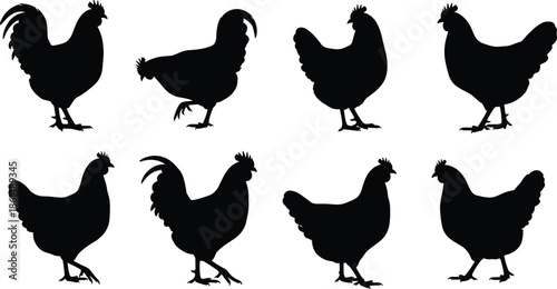 Black silhouettes of chickens and roosters on white background