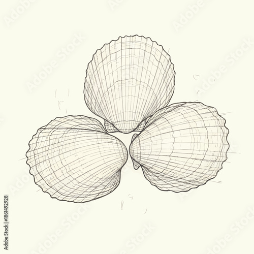 Three Symmetrical White Seashells Arranged in Triangle.