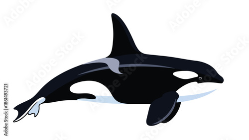 Dynamic illustration of an iconic killer whale showcasing its striking black and white marine mammal form powerful oceanic predator majestic