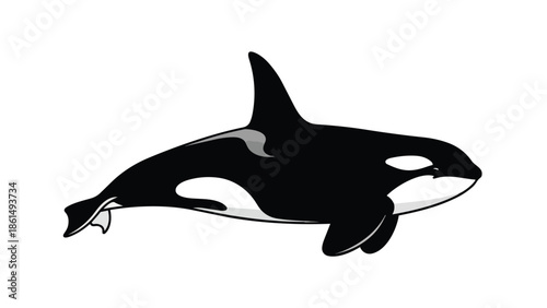 Dynamic black and white illustration of a magnificent orca, symbolizing ocean strength and captivating marine life.