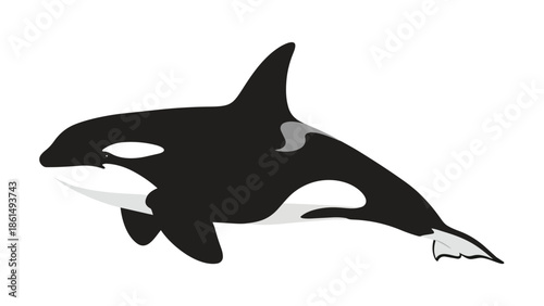 Majestic black and white orca swimming gracefully through oceanic waters a striking marine mammal illustration of an aquatic predator in simplified