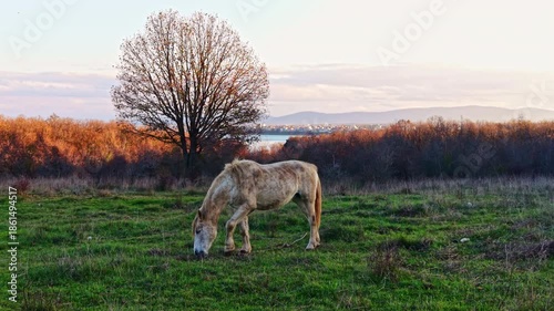 A serene horse grazes on lush green grass as the sun sets behind distant hills. The surrounding trees display vibrant autumn colors, adding warmth to the peaceful scene by the lake.