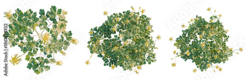 Fotografie Aquilegia chrysantha tree plan, top view, cutout, transparent background, isolat