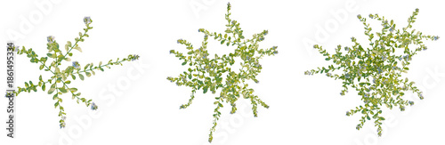 Veronica serpyllifolia tree plan, top view, cutout, transparent background, isolate, good for architecture visualization, Delicate Blue Flower Branch, Green Foliage, Nature's Beauty, Isolated on White