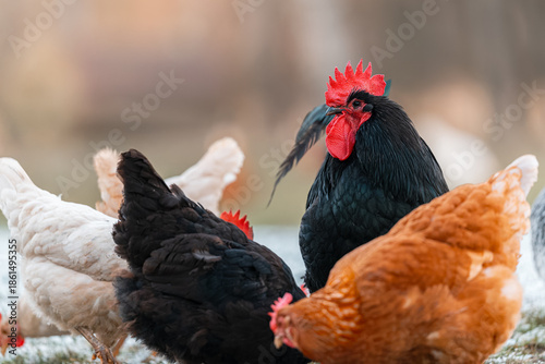 A strong rooster (Gallus gallus domesticus) stands alert, watching over a group of hens on a farm. The birds roam freely on natural ground.