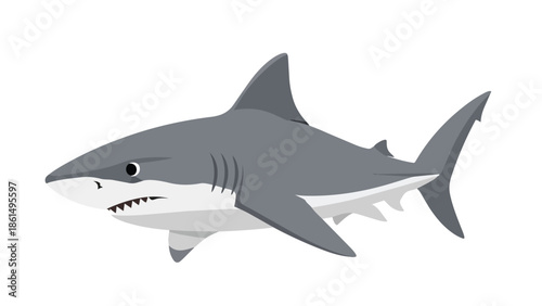 Cartoon gray shark swimming with sharp teeth illustration on a clear white background