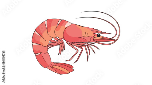Vibrant marine crustacean illustration showcasing its distinct segmented body and elongated antennae ideal for seafood themed designs or educational