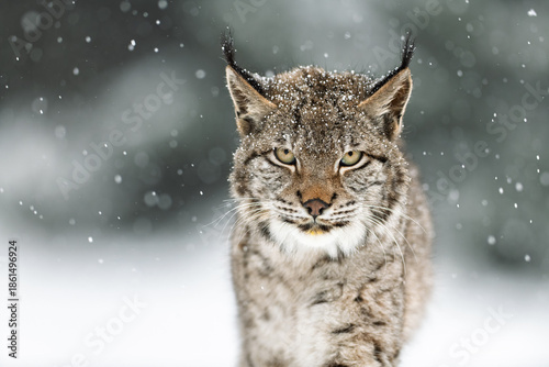 A Eurasian lynx looks ahead while snow falls around its face. The thick forest in the background and the snow-covered ground create a calm winter scene.