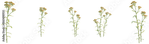 Achillea terracotta tree, front view, cutout, transparent background, isolate, Delicate Wildflower Stem, Goldenrod Bloom, Botanical Illustration, Nature's Beauty, Floral Design Element