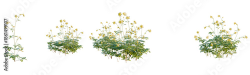 Aquilegia chrysantha tree, front view, cutout, transparent background, isolate, Lush Greenery and Golden Blooms, Botanical Illustration, Floral Arrangement, Plant Life, Nature's Beauty