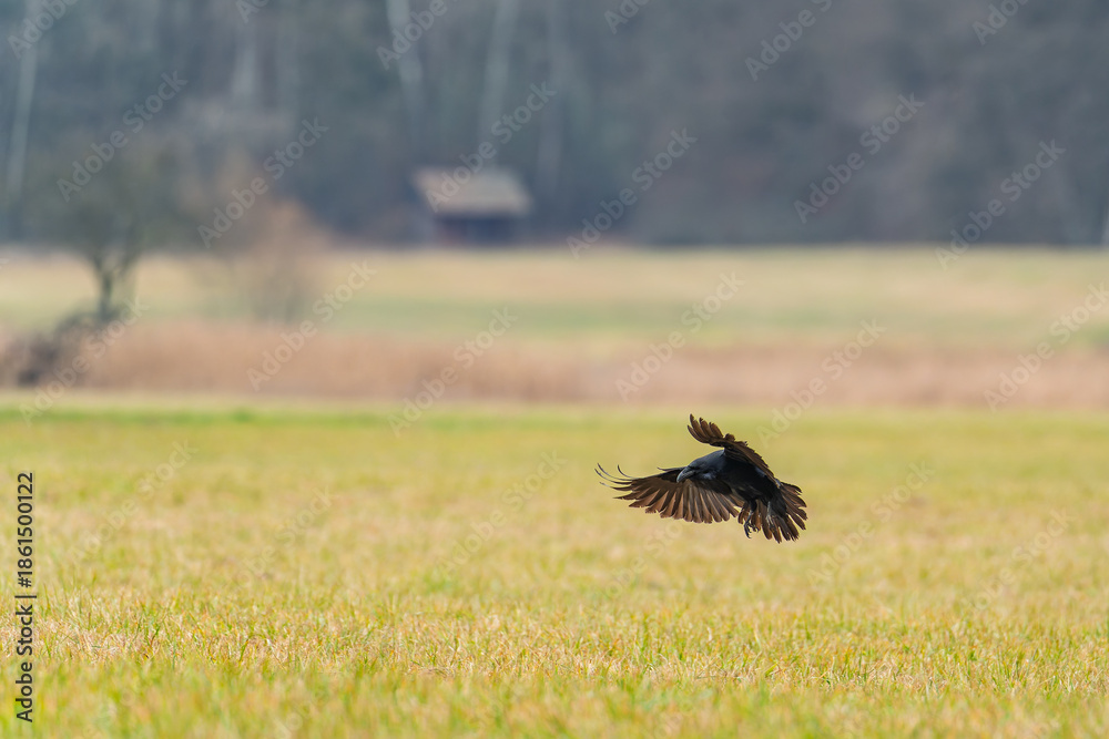 Fototapeta premium A common raven (Corvus corax) descends onto an open field. It scans the ground, looking for something to eat.