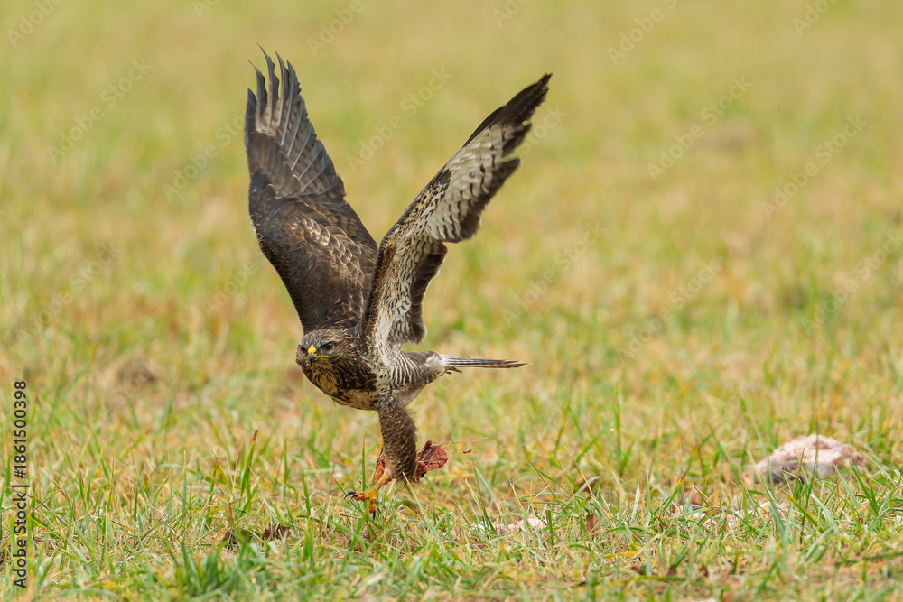 Obraz premium A common buzzard (Buteo buteo) lifts off the ground carrying its prey. The bird rises above the grassy meadow with wings spread wide.