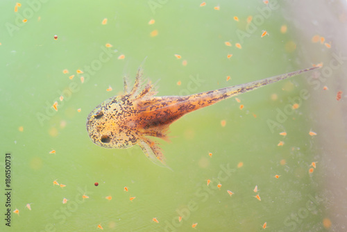 A very young axolotl floats in the water, just a few days old. Tiny Artemia salina (brine shrimp) surround it.