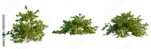 Clerodendrum inerme tree, front view, elevation, cutout, isolate, Three green trees with lush foliage on a transparent background, perfect for design and environmental projects
