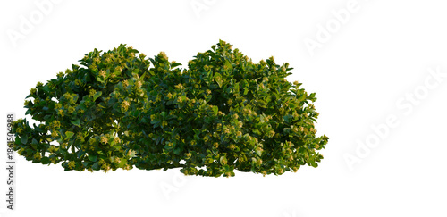 Konstfotografi Phedimus aizoon tree, front view, elevation, cutout, isolate, Vibrant green tree