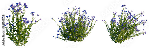 Bild auf Leinwand Platycodon grandiflorus tree, front view, elevation, cutout, isolate, Beautiful