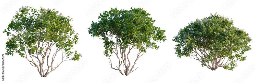 Obraz premium Rhaphiolepis umbellata tree, front view, elevation, cutout, isolate, Three green trees with brown trunks on transparent background