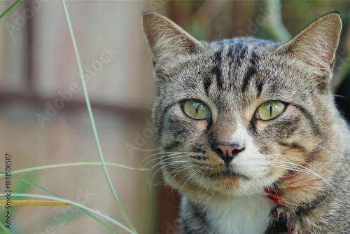 Close-up view of a cute cat by the roadside
