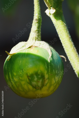 Delicious-looking eggplants on the plant