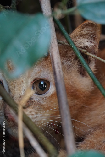 A small orange cat in a crevice in the wall