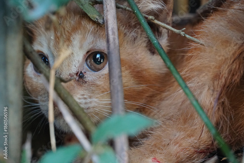 A small orange cat in a crevice in the wall