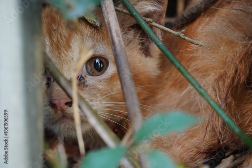 A small orange cat in a crevice in the wall