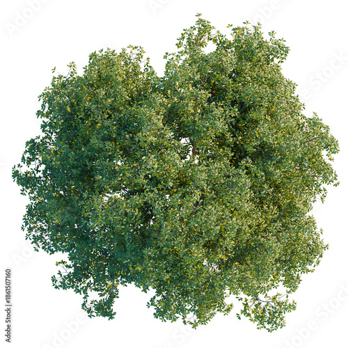 Photography Maytenus hookeri tree plan, top view, cutout, transparent background, isolate, L