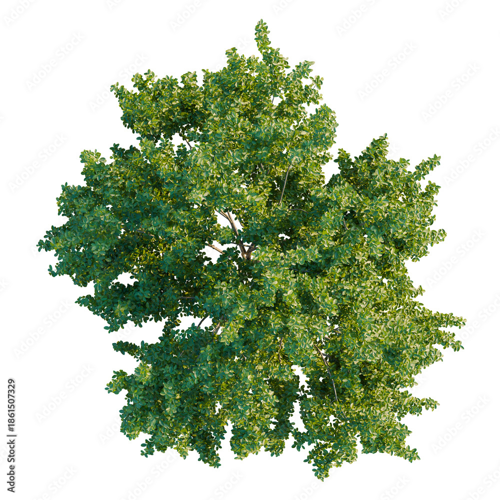 Fototapeta premium Pithecellobium dulce tree plan, top view, cutout, transparent background, isolate, Lush Green Tree Canopy, Natural Foliage, Botanical Illustration, Vibrant Plant Life, Top View