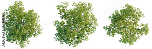 Quercus macrocarpa tree plan, top view, cutout, transparent background, isolate, Lush Green Tree Canopy, Realistic Plant Top View, Nature's Beauty, Botanical Illustration, Forest Elements