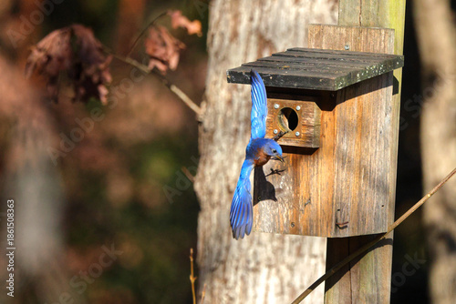 Quadro su tela Eastern bluebird inflight around wooden birdbox, against blurry woody background
