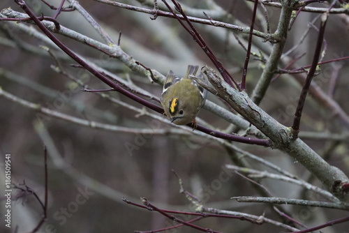 Goldcrest (Regulas regulas) a small but charming little bird. 